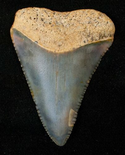 Fossil Great White Shark Tooth - #16614